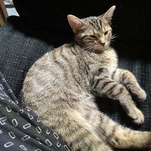 Meet your Posher, Dylan